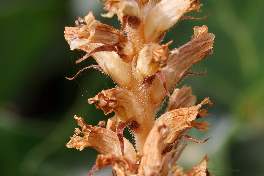 Orobanche hederae / Succiamele dell''edera